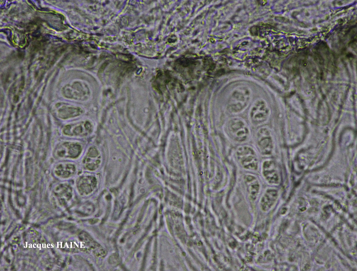 Lecanora praepostera auct. non Nyl.